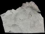 Devonian Horn Coral - New York #50052-1